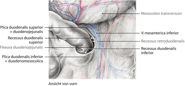 Plica duodenalis. A háziállatok funkcionális anatómiája | Digitális Tankönyvtár