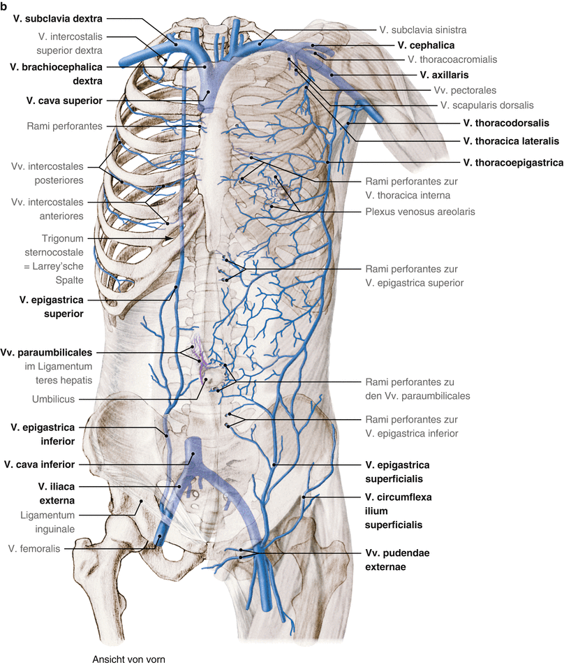 Operative Anatomie: Abdominalwand | SpringerLink