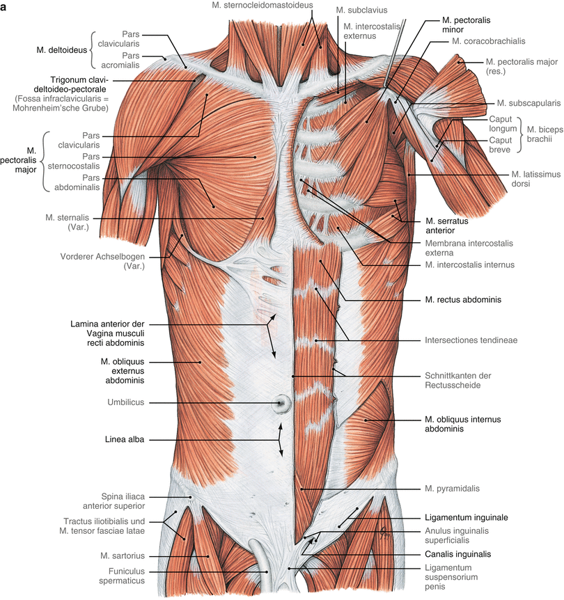 Operative Anatomie Abdominalwand Springerlink