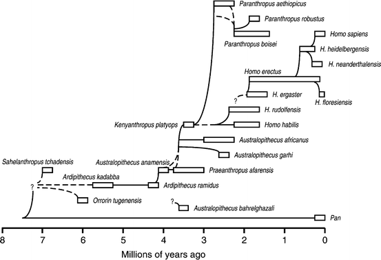Реферат: Phylogeny Of Australopithecus Essay Research Paper This