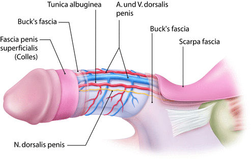 Penis Muskel
