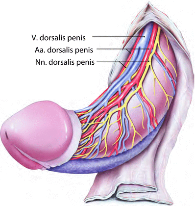 Penis Muskel
