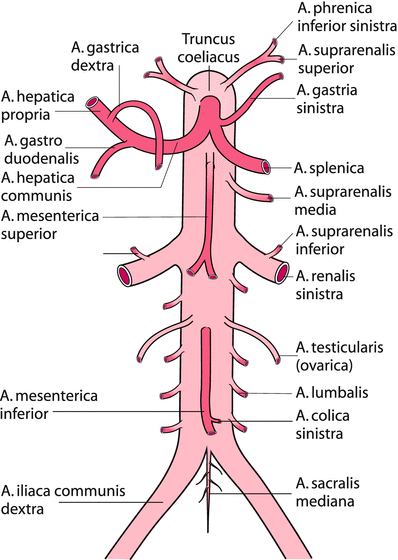 Operative Anatomie Gefasse Lymphsystem Nerven Springerlink