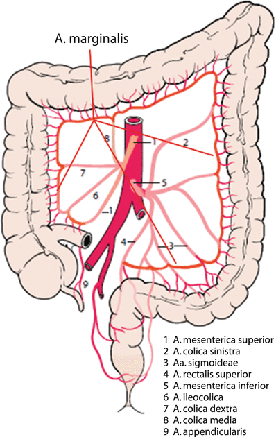 Operative Anatomie Gefasse Lymphsystem Nerven Springerlink