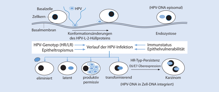 vírusellenes kenőcsök a HPP számára