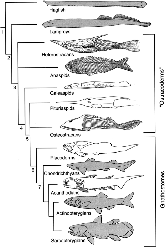 Evolution of Modern Fishes: Critical Biological Innovations | SpringerLink