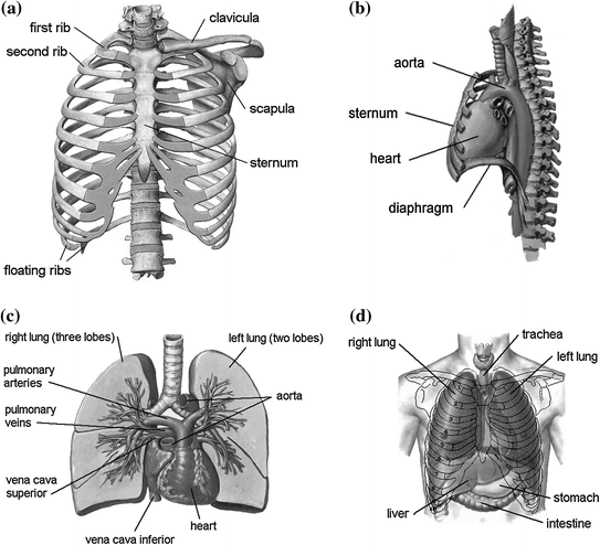 Thoracic Injuries Springerlink