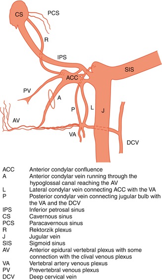 Cerebral Veins | SpringerLink