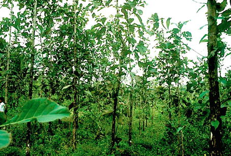 Insects And Other Animals In Tropical Forests Springerlink - 