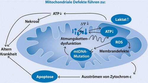 erwachsene biopsie krankheit mitochondriale beginn ergebnis