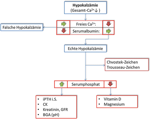 Kalzium-, Magnesium- und Phosphat-Haushalt | SpringerLink