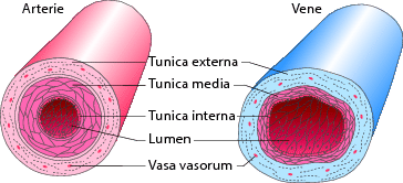 Blutkreislauf Interstitium Und Lymphgefasssystem Springerlink