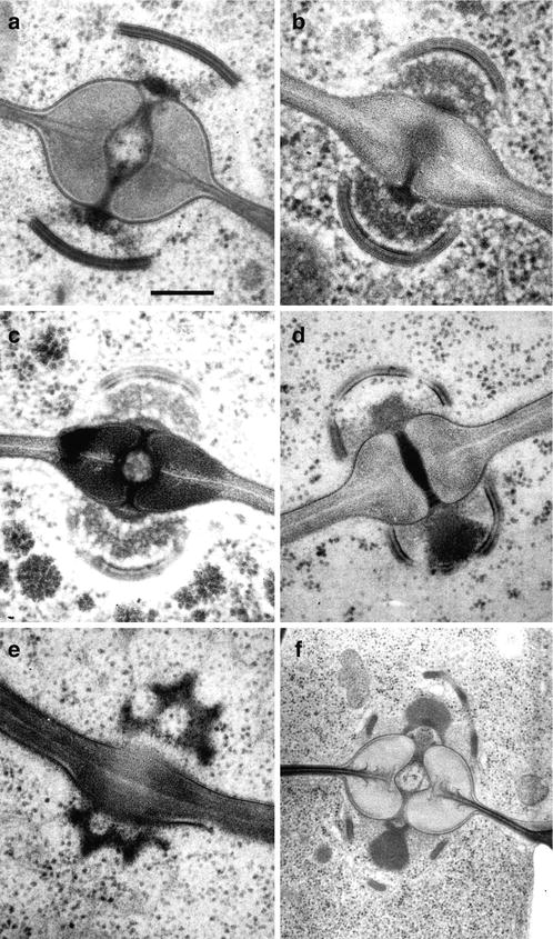 14 Agaricomycetes Springerlink
