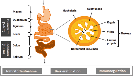 Aufbau und Funktionen des Darmes | SpringerLink