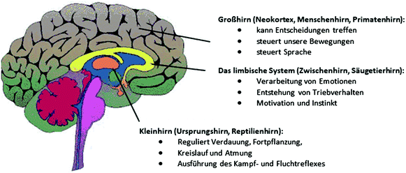 Neuronen Und Co Springerlink