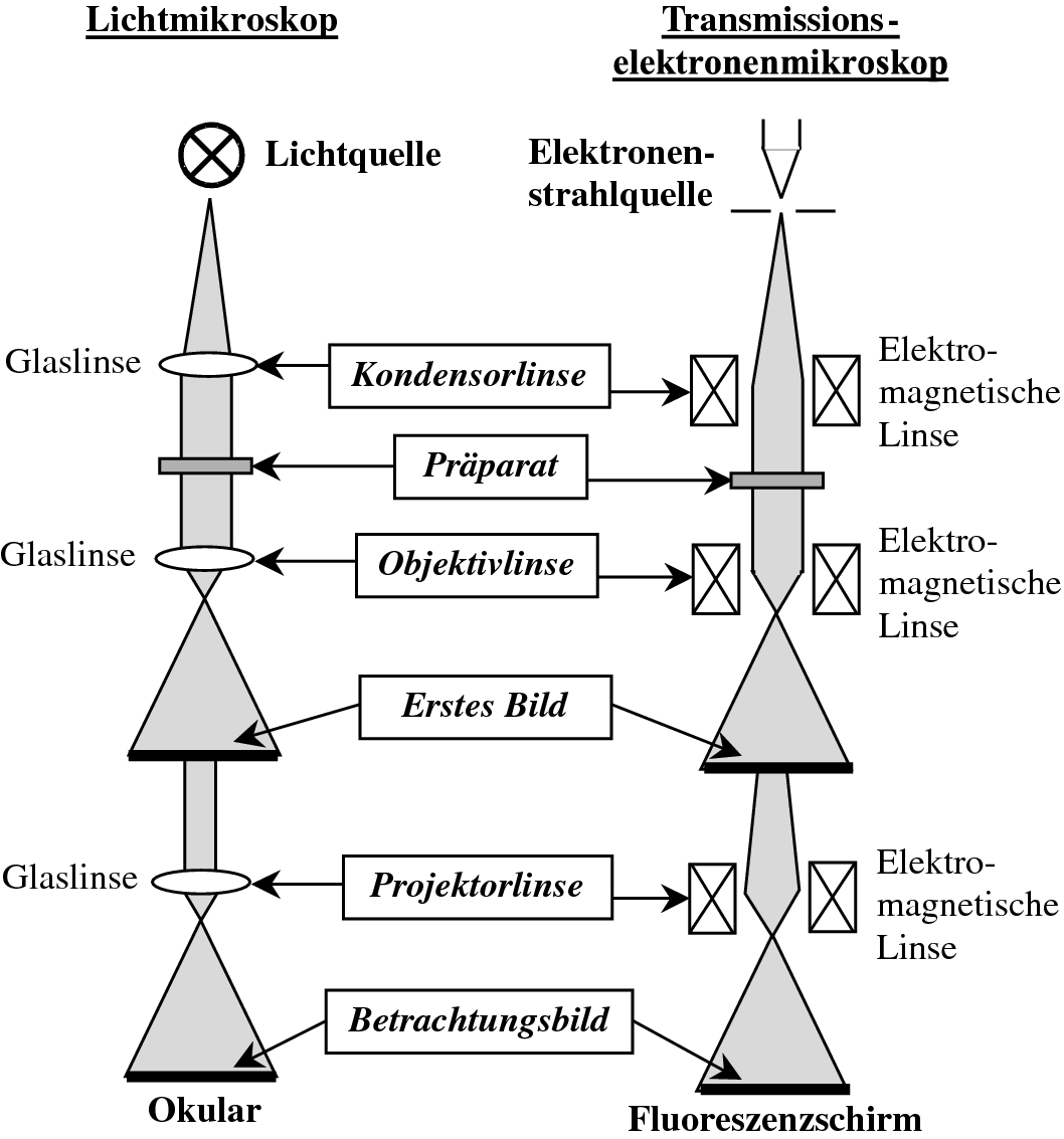 Richtungen der Elektronenmikroskopie | SpringerLink