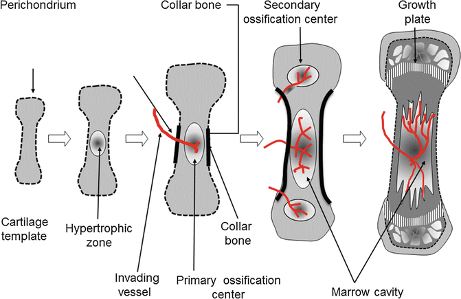 Bone Developmental Physiology | SpringerLink