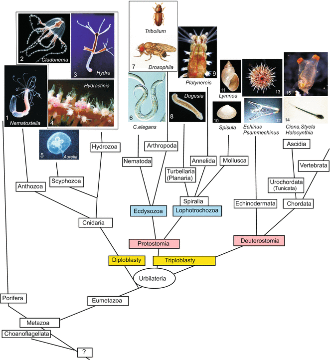 Model Organisms In Developmental Biology I Invertebrates