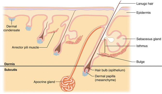 Hair Changes Caused By Aging Springerlink