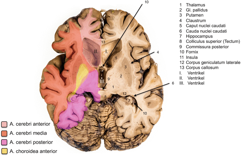 Anatomie Grosshirn Springerlink