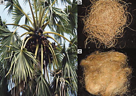 Fibers from Palm Trees | SpringerLink
