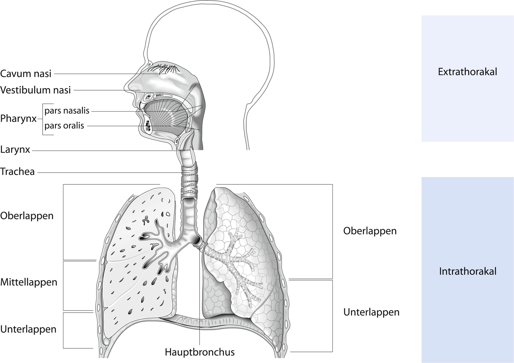 Anasthesiologische Beurteilung Des Patienten Respiratorisches System Springerlink