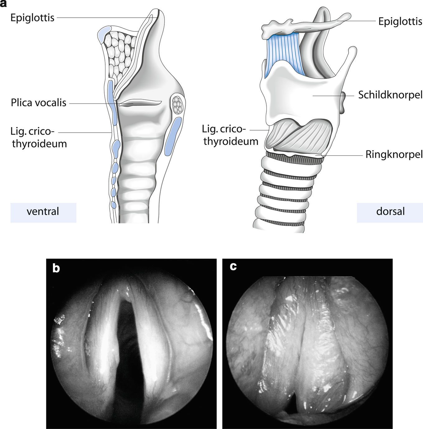 Anasthesiologische Beurteilung Des Patienten Respiratorisches System Springerlink
