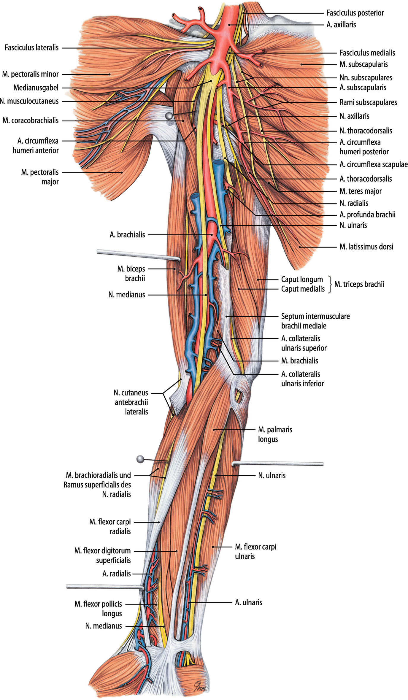 Anatomie Der Gefasse Obere Extremitat Springerlink