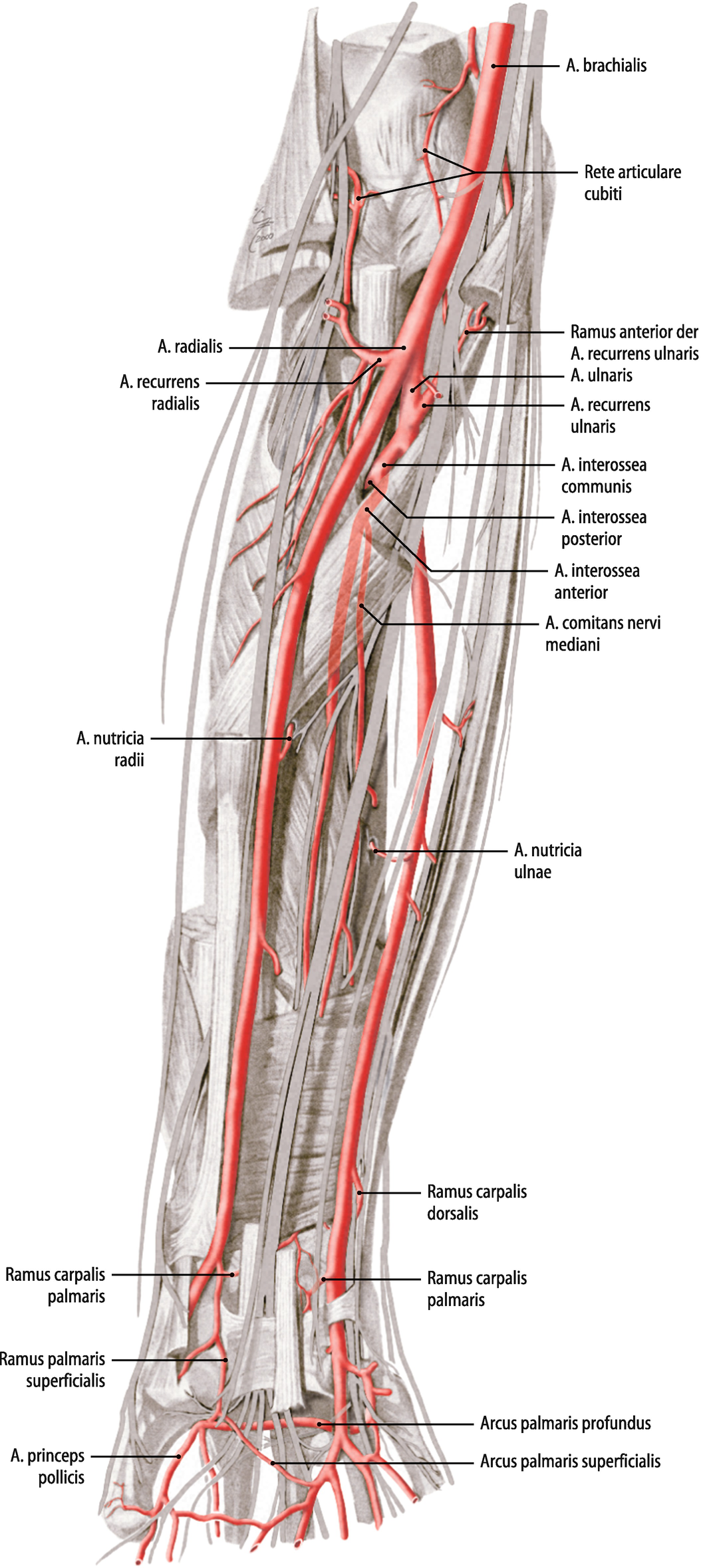 Anatomie Der Gefasse Obere Extremitat Springerlink