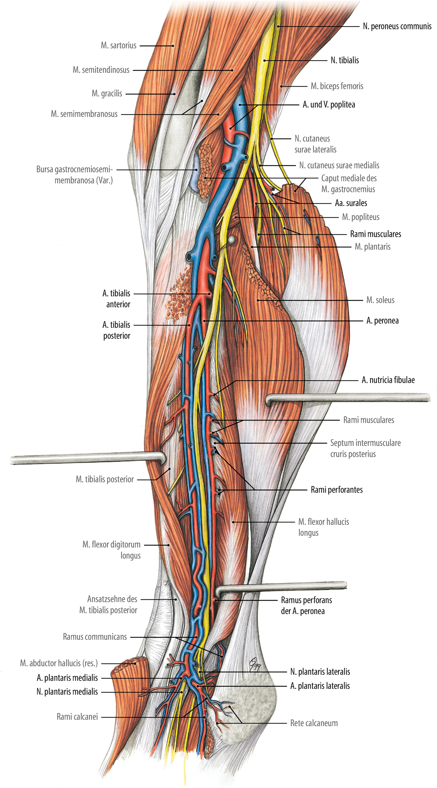 Anatomie Der Gefasse Untere Extremitat Springerlink