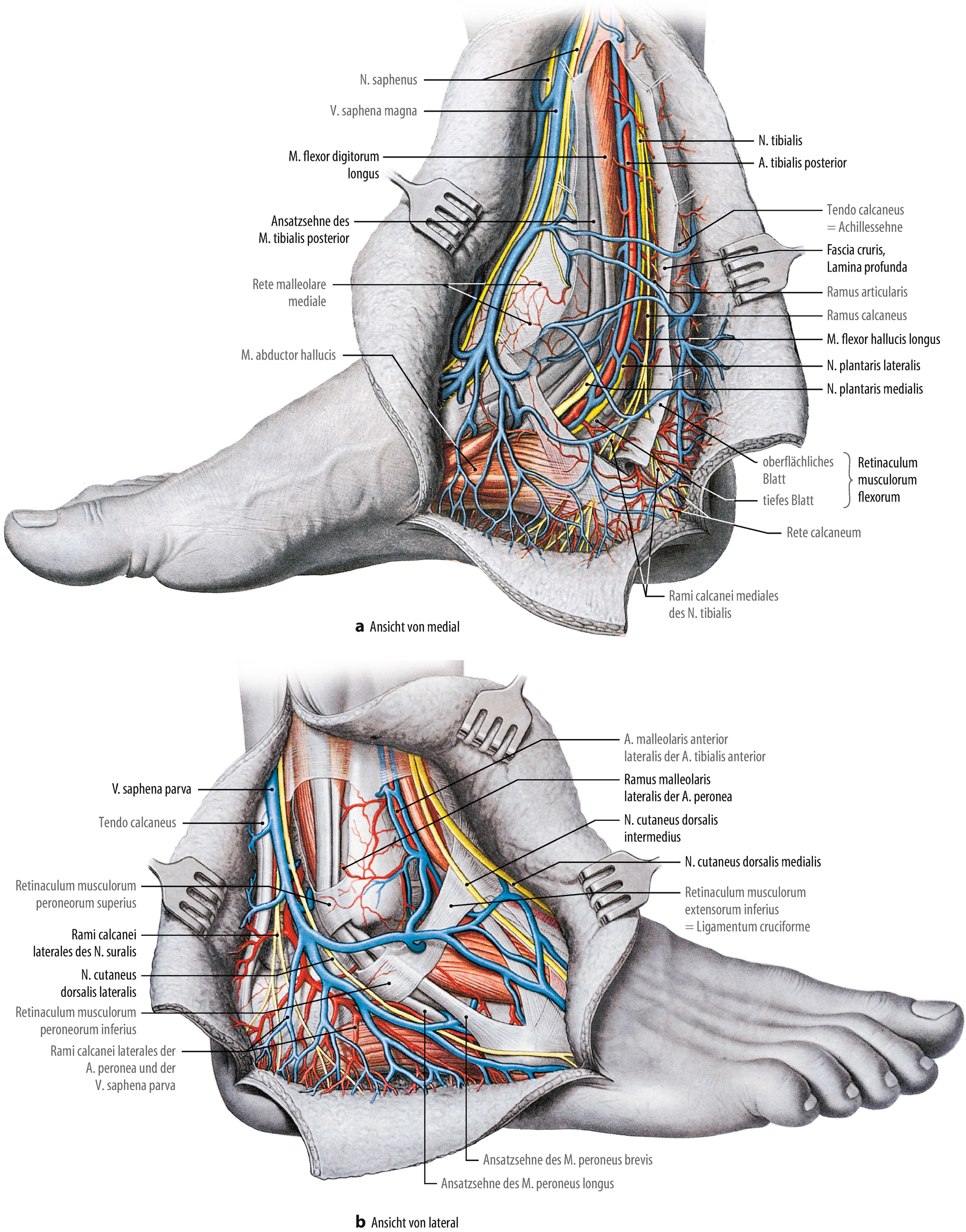 Anatomie Der Gefasse Untere Extremitat Springerlink