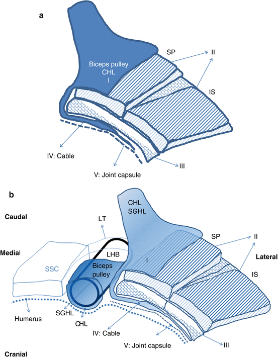 Shoulder Imaging | SpringerLink