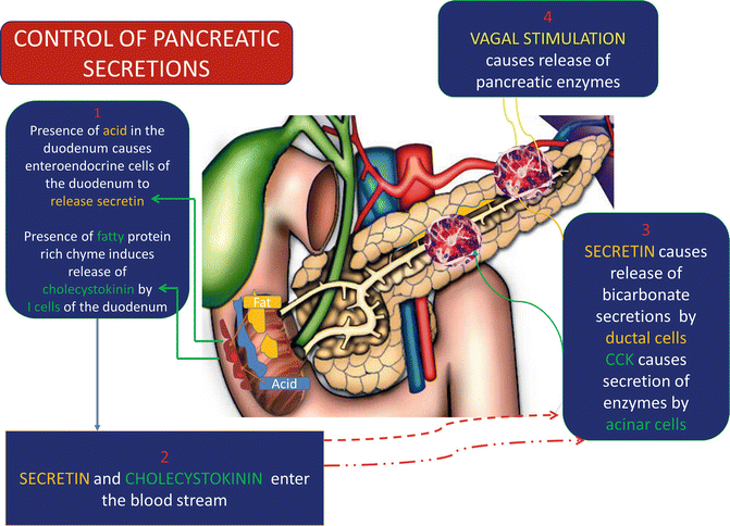 Physiology Of The Pancreas Springerlink
