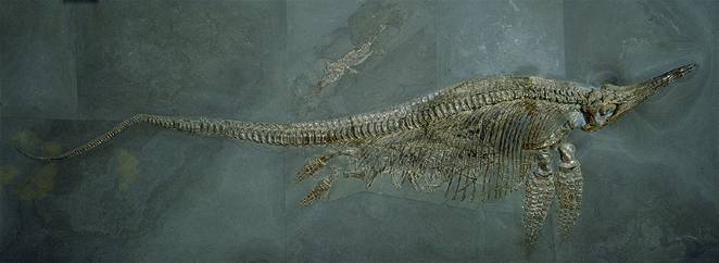 Warum ist Kohlenstoff nicht nützlich für das Studium der Dinosaurier