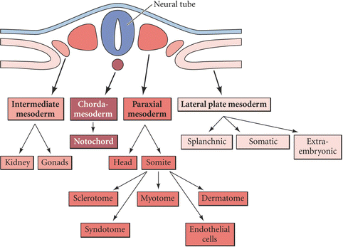 Embryology and Anatomy: Spine/Spinal Cord | SpringerLink