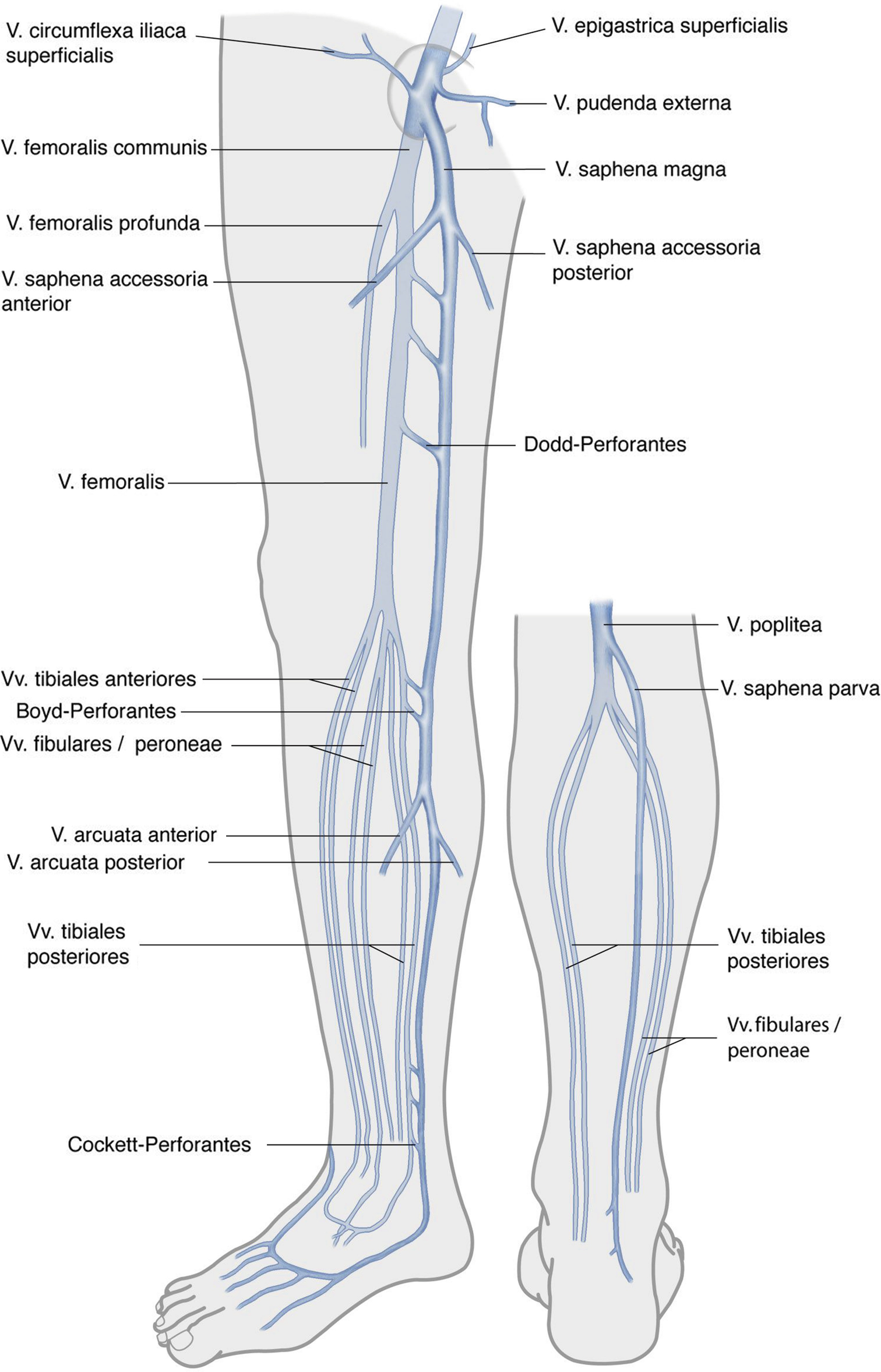 Анатомия вен ноги. Суральные вены голени анатомия. Поверхностные вены нижней конечности схема. Суральные вены нижних конечностей что это такое. Большая подкожная Вена ноги (Vena saphena Magna).