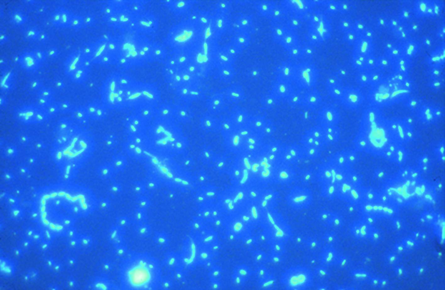 Das Bakterioplankton Riese und Regulator im marinen Stoffumsatz