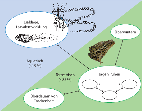 Fortpflanzung Und Entwicklung Der Amphibien Springerlink