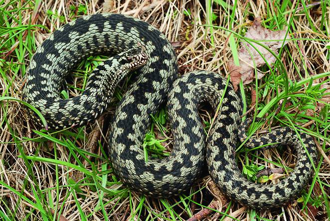 Fortpflanzung Und Entwicklung Der Reptilien Springerlink