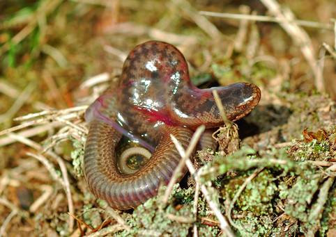 Fortpflanzung Und Entwicklung Der Reptilien Springerlink