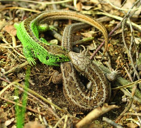 Fortpflanzung Und Entwicklung Der Reptilien Springerlink