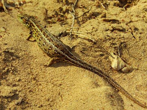 Fortpflanzung Und Entwicklung Der Reptilien Springerlink