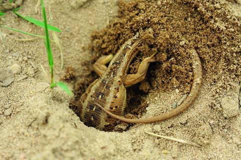 Fortpflanzung Und Entwicklung Der Reptilien Springerlink
