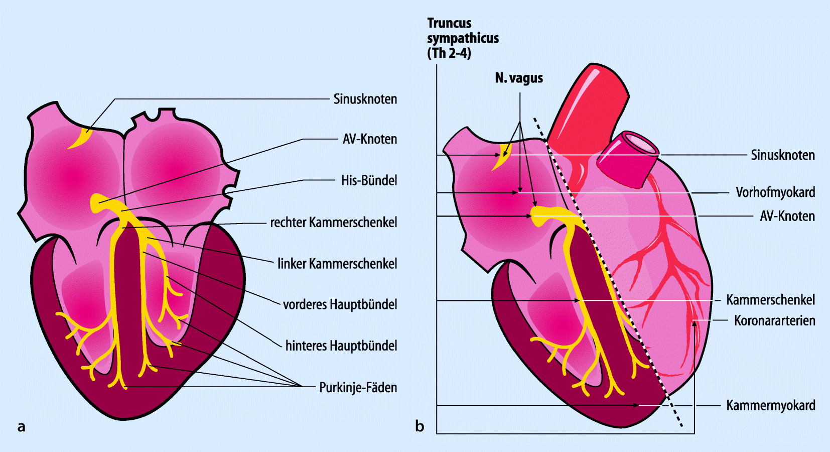 Herz Kreislauf System Springerlink