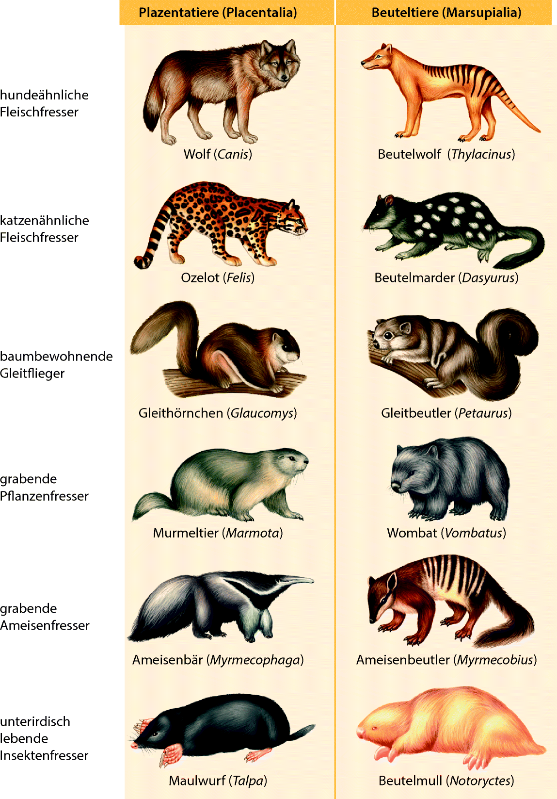 Der Evolutionare Hintergrund Der Okologie Springerlink