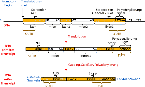 Transkription | SpringerLink