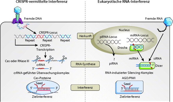 Regulation der Genexpression bei Eukaryoten | SpringerLink