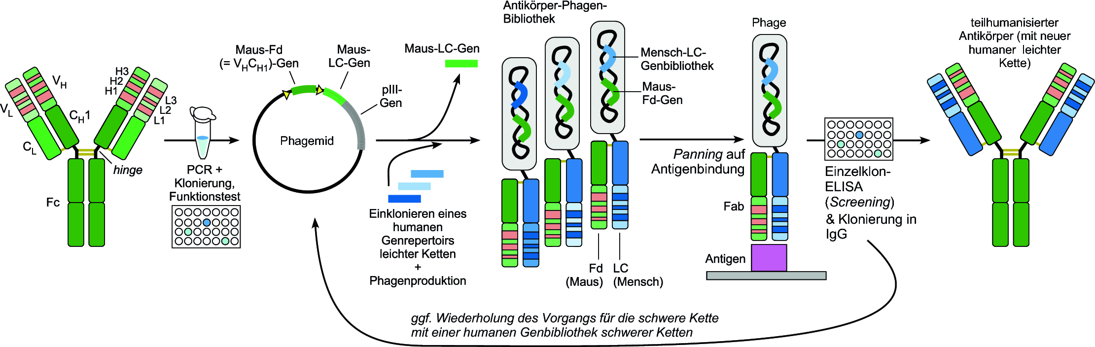 Antikorper Engineering Massgeschneiderte Reagenzien Fur Jede Anwendung Springerlink