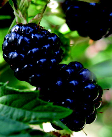 Online-Dating-Anwendung für Brombeere