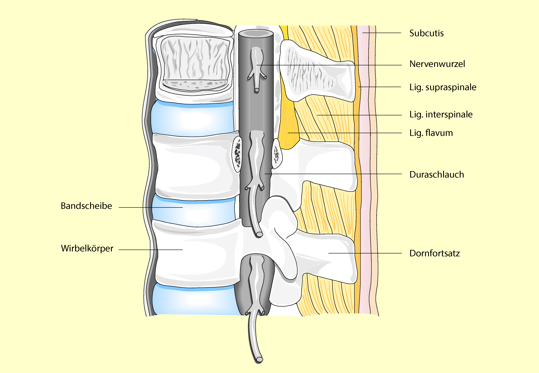 Discoligamentären Strukturen Z.b. Instabilität Hypermobilität link.springer.com
